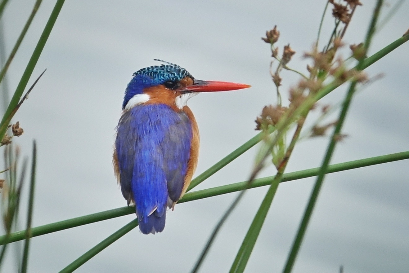 Martin-pêcheur